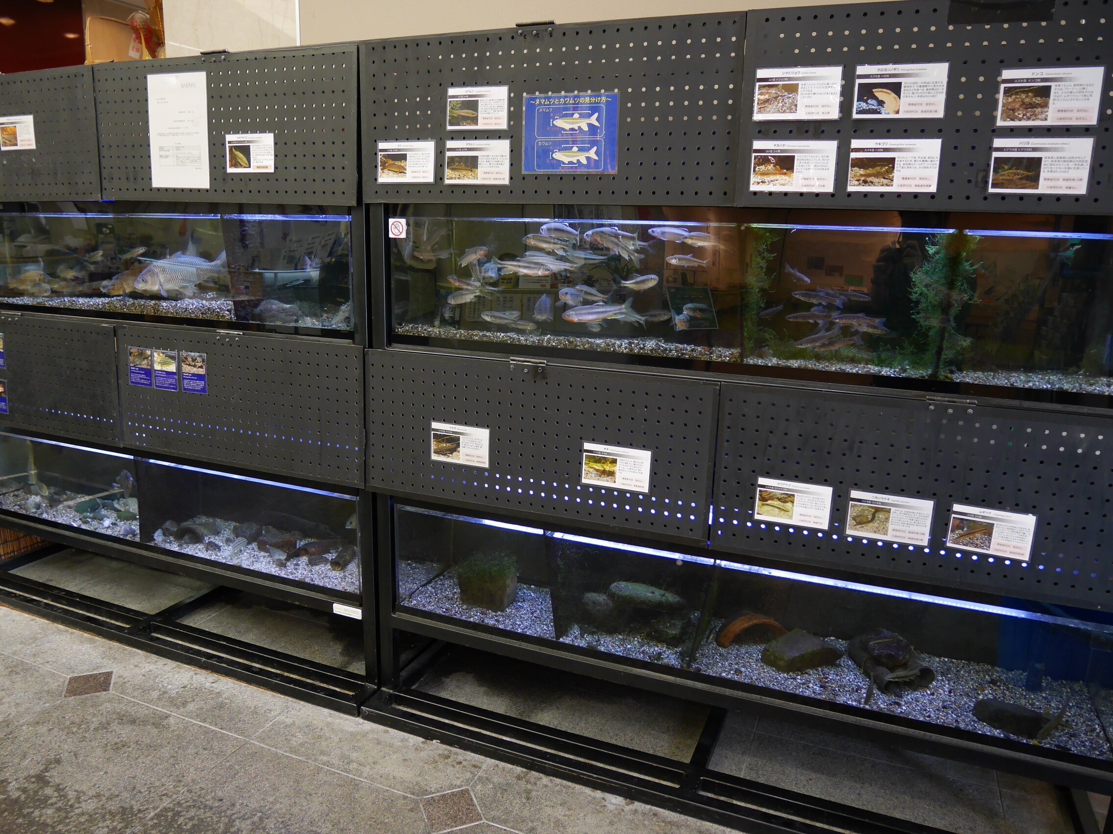 🦋 기시와다 자연 자료관 (Kishiwada Shizen Shiryōkan) 이미지 7